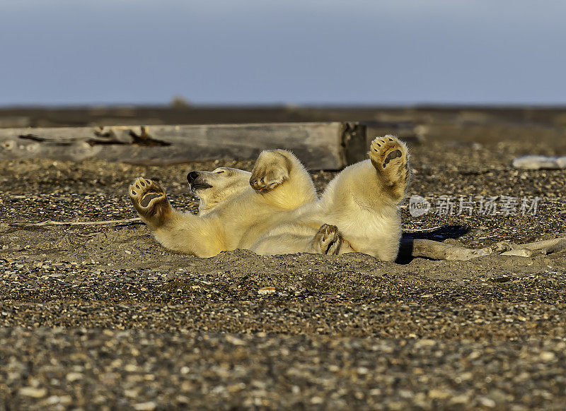 北极熊(Ursus maritimus)是一种土生土长的北极熊，主要生活在北极圈内，包括北冰洋及其周围的海洋和陆地。在巴特岛的海滩上等待着海水结冰以便捕猎海豹